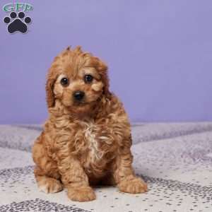 Hazel, Cavapoo Puppy
